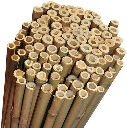Canne bamboo bambù - 25,